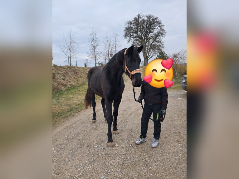 Österreichisches Warmblut Stute 3 Jahre 178 cm Rappe in Weistrach