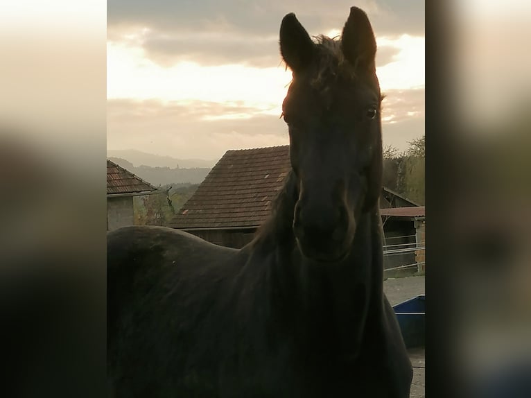 Österreichisches Warmblut Stute 3 Jahre 178 cm Rappe in Weistrach