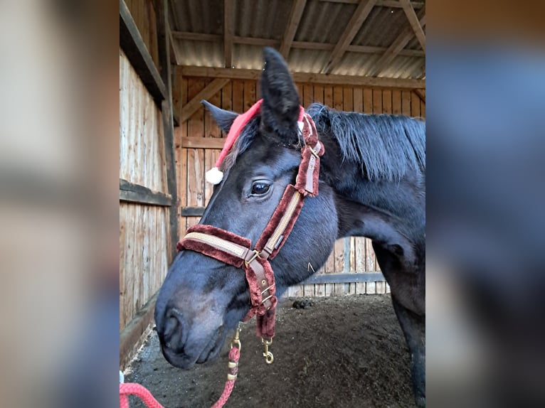 Österreichisches Warmblut Stute 3 Jahre 178 cm Rappe in Weistrach