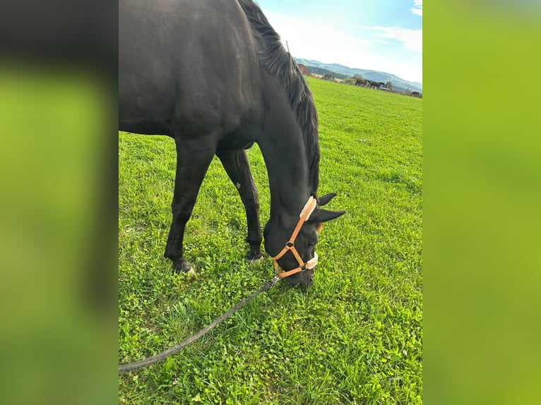 Österreichisches Warmblut Stute 3 Jahre 178 cm Rappe in Weistrach