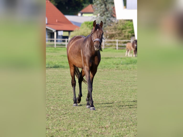 Österreichisches Warmblut Stute 3 Jahre Brauner in Wies Österreichisches Warmblut Stute 3 Jahre Brauner in Wies
