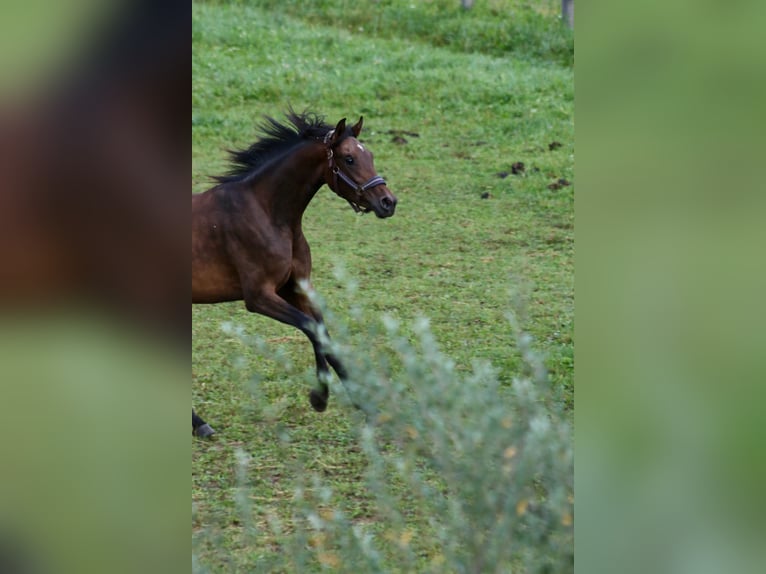 Österreichisches Warmblut Stute 3 Jahre Brauner in Wies Österreichisches Warmblut Stute 3 Jahre Brauner in Wies