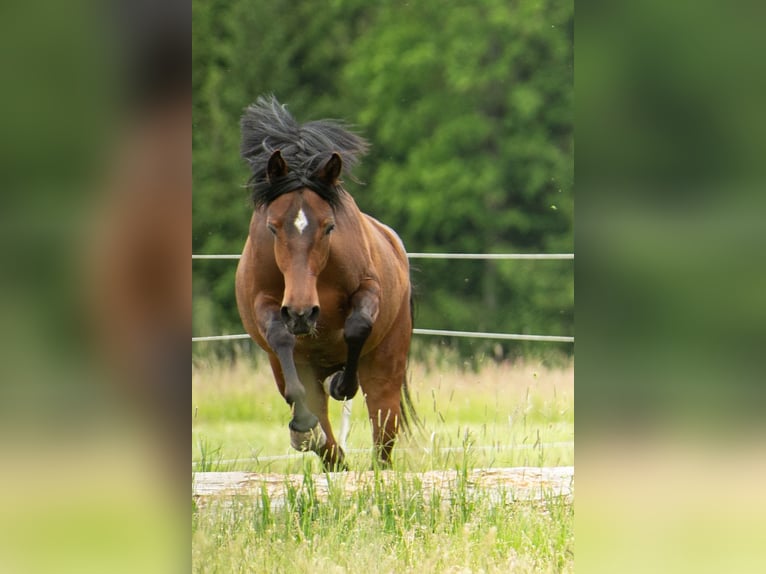 Österreichisches Warmblut Stute 4 Jahre 145 cm Brauner in Bad Blumau