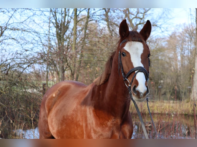 Österreichisches Warmblut Stute 4 Jahre 150 cm Fuchs in Babenhausen