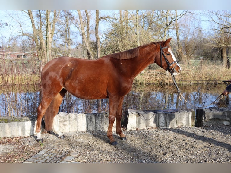 Österreichisches Warmblut Stute 4 Jahre 150 cm Fuchs in Babenhausen