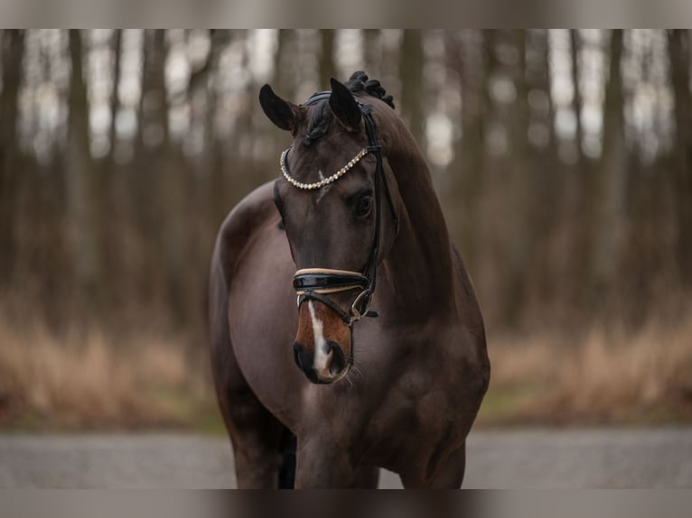 Österreichisches Warmblut Stute 4 Jahre 152 cm Dunkelbrauner in Wehringen