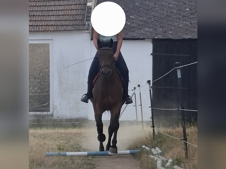 Österreichisches Warmblut Mix Stute 4 Jahre 155 cm Brauner in Niederfladnitz