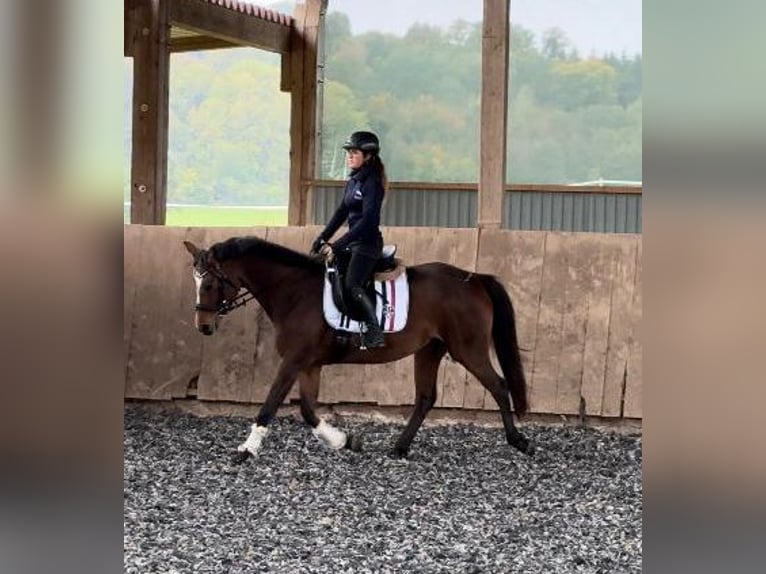 Österreichisches Warmblut Stute 4 Jahre 157 cm Brauner in Stödtlen