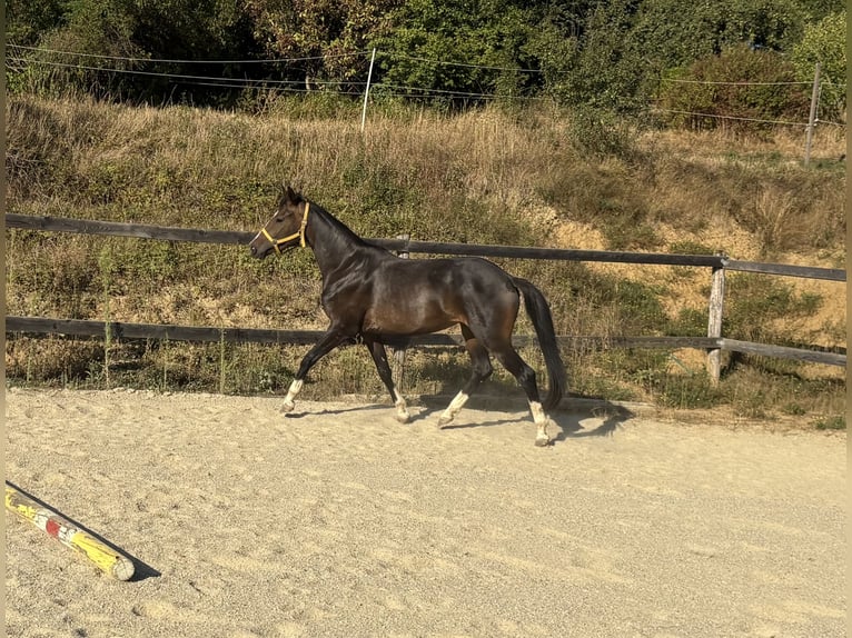 Österreichisches Warmblut Stute 4 Jahre 158 cm Dunkelbrauner in Punitz