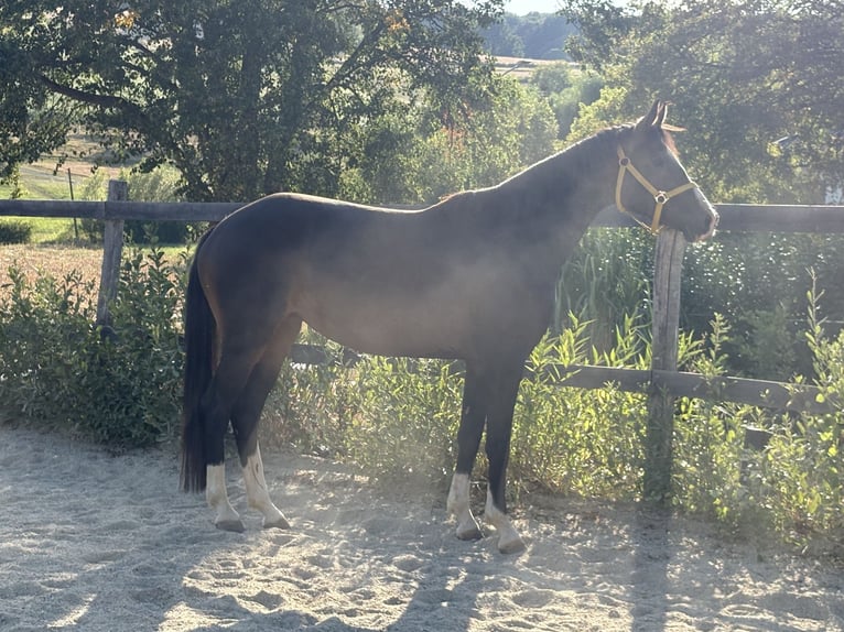 Österreichisches Warmblut Stute 4 Jahre 158 cm Dunkelbrauner in Punitz