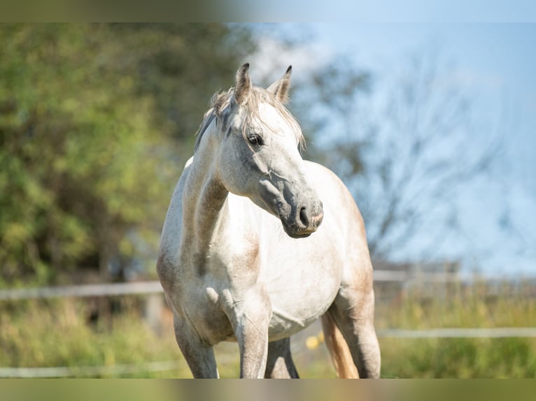 Österreichisches Warmblut Stute 4 Jahre 158 cm Schimmel in Bad Blumau