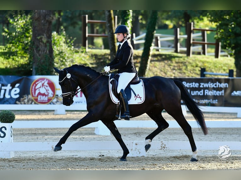 Österreichisches Warmblut Stute 4 Jahre 159 cm Rappe in Wolfsberg Österreichisches Warmblut Stute 4 Jahre 159 cm Rappe in Wolfsberg