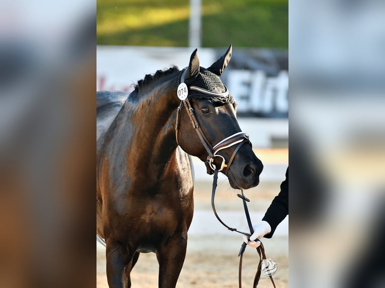 Österreichisches Warmblut Stute 4 Jahre 159 cm Rappe in Wolfsberg Österreichisches Warmblut Stute 4 Jahre 159 cm Rappe in Wolfsberg