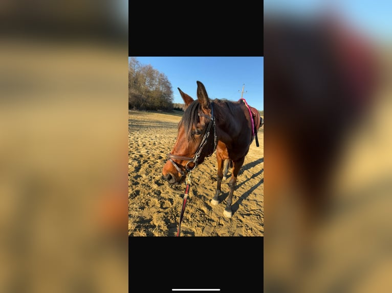 Österreichisches Warmblut Stute 4 Jahre 160 cm Brauner in Bad Blumau