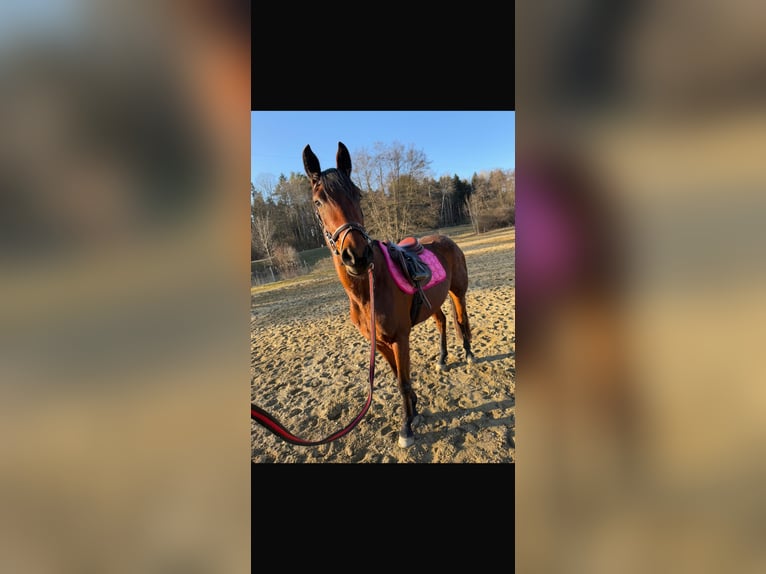 Österreichisches Warmblut Stute 4 Jahre 160 cm Brauner in Bad Blumau