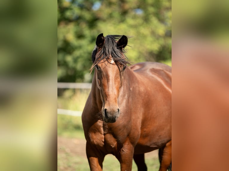 Österreichisches Warmblut Stute 4 Jahre 160 cm Brauner in Bad Blumau