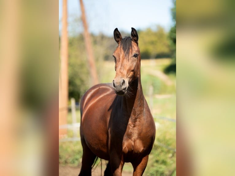 Österreichisches Warmblut Stute 4 Jahre 160 cm Brauner in Bad Blumau