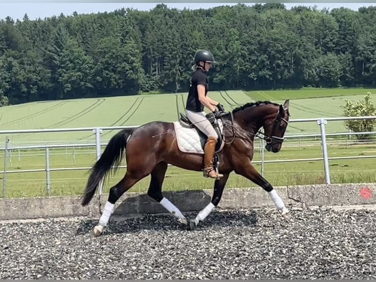 Österreichisches Warmblut Stute 4 Jahre 160 cm Dunkelbrauner in Ohlsdorf