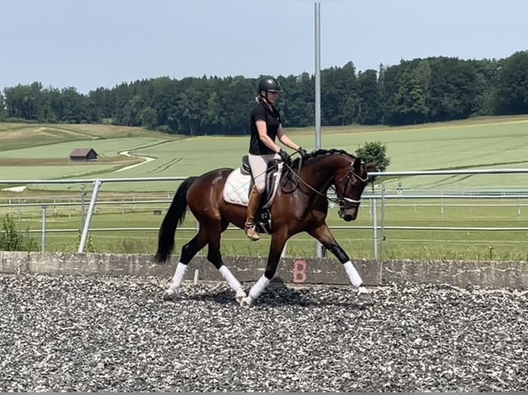 Österreichisches Warmblut Stute 4 Jahre 160 cm Dunkelbrauner in Ohlsdorf