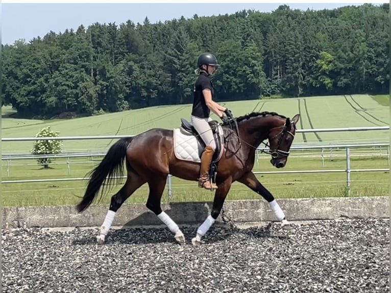 Österreichisches Warmblut Stute 4 Jahre 160 cm Dunkelbrauner in Ohlsdorf