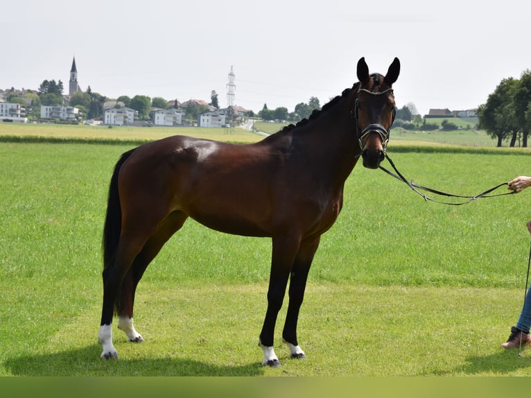 Österreichisches Warmblut Stute 4 Jahre 160 cm Dunkelbrauner in Ohlsdorf