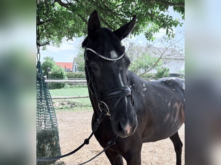 Österreichisches Warmblut Stute 4 Jahre 160 cm Dunkelbrauner in Schrobenhausen