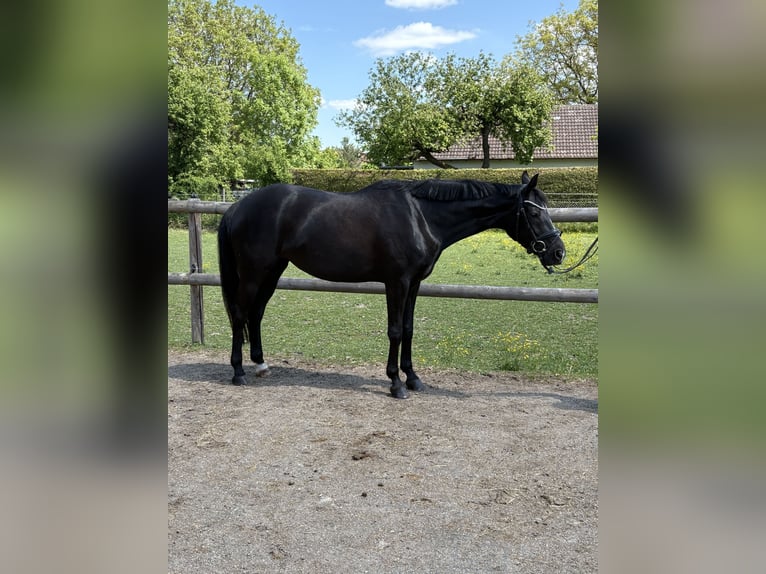 Österreichisches Warmblut Stute 4 Jahre 160 cm Dunkelbrauner in Schrobenhausen