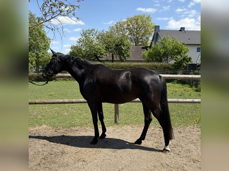 Österreichisches Warmblut Stute 4 Jahre 160 cm Dunkelbrauner in Schrobenhausen