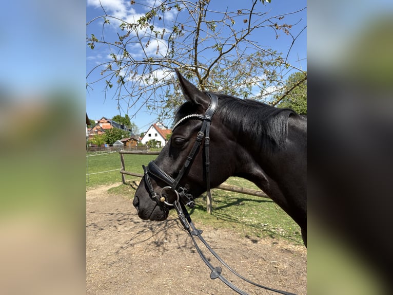 Österreichisches Warmblut Stute 4 Jahre 160 cm Dunkelbrauner in Schrobenhausen