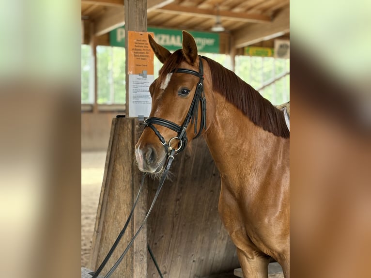 Österreichisches Warmblut Stute 4 Jahre 160 cm Fuchs in Ibbenbüren