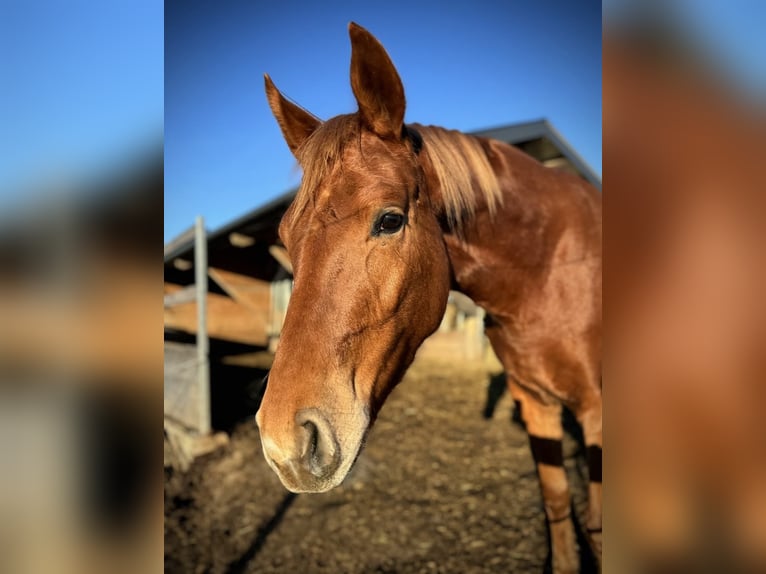 Österreichisches Warmblut Stute 4 Jahre 162 cm Fuchs in Schöngumprechting