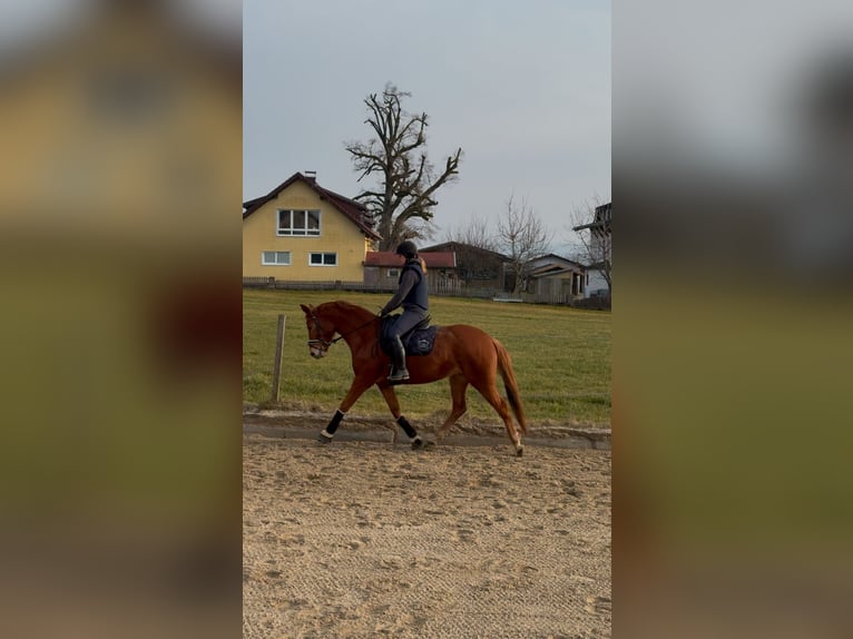 Österreichisches Warmblut Stute 4 Jahre 162 cm Fuchs in Schöngumprechting