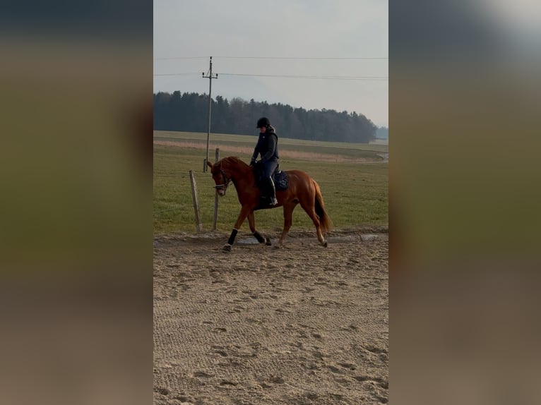 Österreichisches Warmblut Stute 4 Jahre 162 cm Fuchs in Schöngumprechting