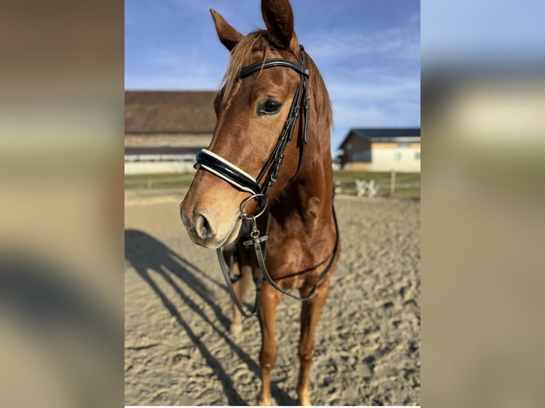 Österreichisches Warmblut Stute 4 Jahre 162 cm Fuchs in Schöngumprechting