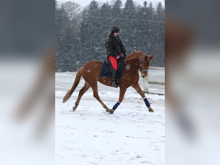 Österreichisches Warmblut Stute 4 Jahre 162 cm Fuchs in Schöngumprechting