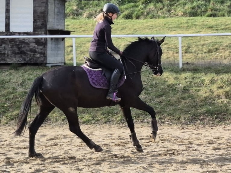Österreichisches Warmblut Stute 4 Jahre 162 cm Rappe in Rudersdorf