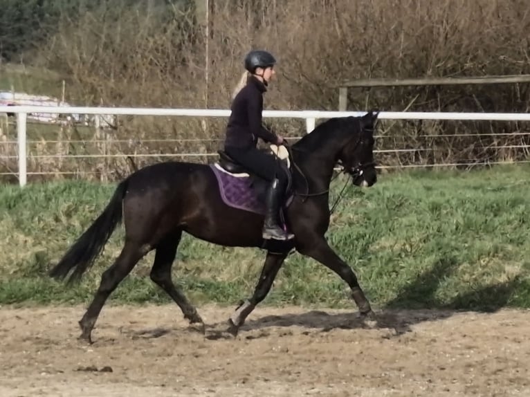 Österreichisches Warmblut Stute 4 Jahre 162 cm Rappe in Rudersdorf