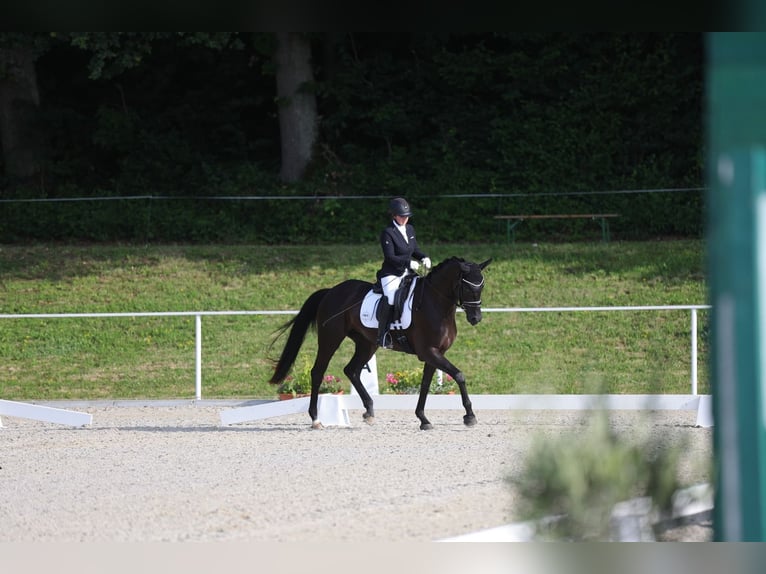 Österreichisches Warmblut Stute 4 Jahre 163 cm Rappe in Spieldorf