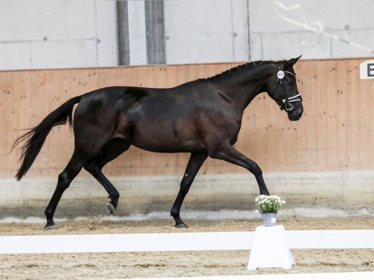 Österreichisches Warmblut Stute 4 Jahre 163 cm Rappe in St Marein bei Graz