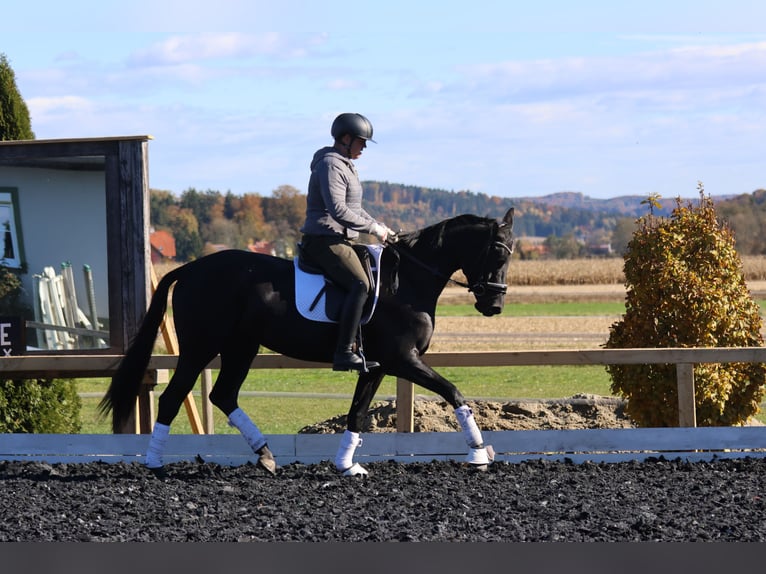 Österreichisches Warmblut Stute 4 Jahre 163 cm Rappe in St Marein bei Graz