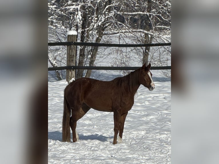Österreichisches Warmblut Stute 4 Jahre 164 cm Fuchs in Innsbruck