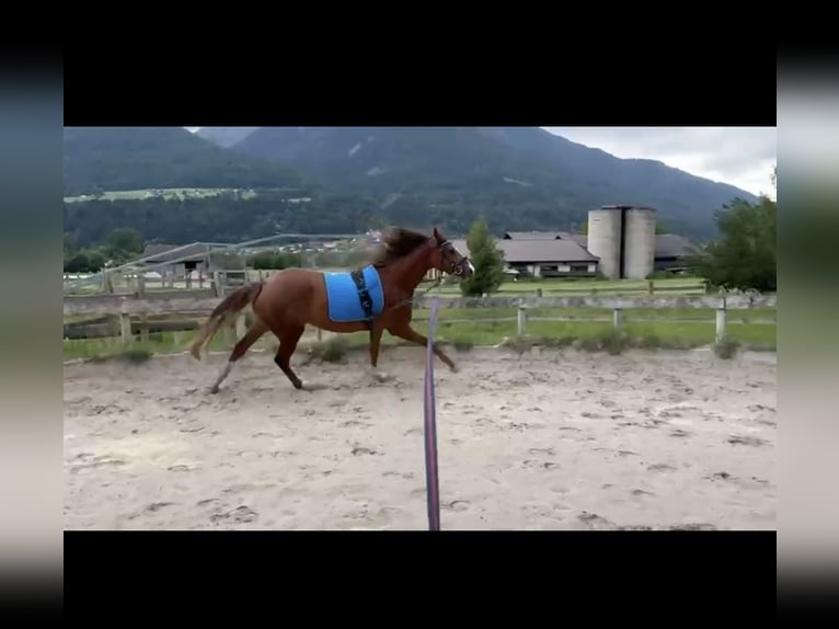 Österreichisches Warmblut Stute 4 Jahre 164 cm Fuchs in Innsbruck