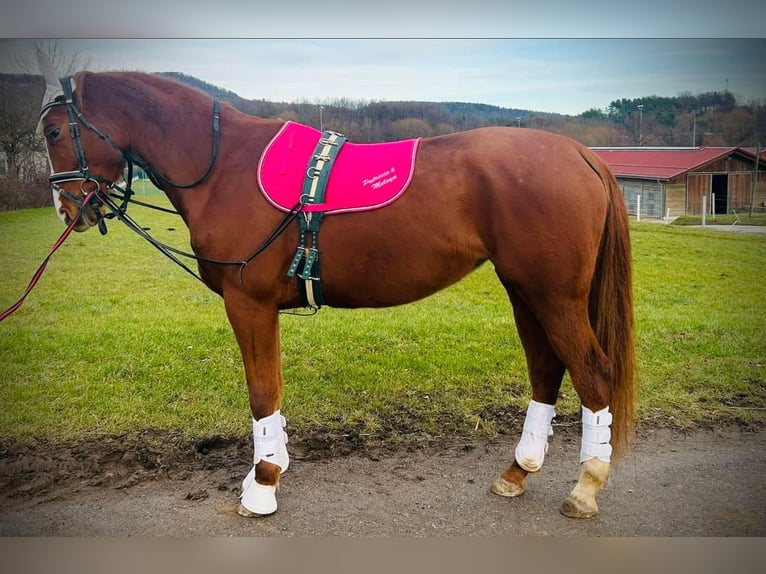 Österreichisches Warmblut Stute 4 Jahre 164 cm Fuchs in Sittendorf