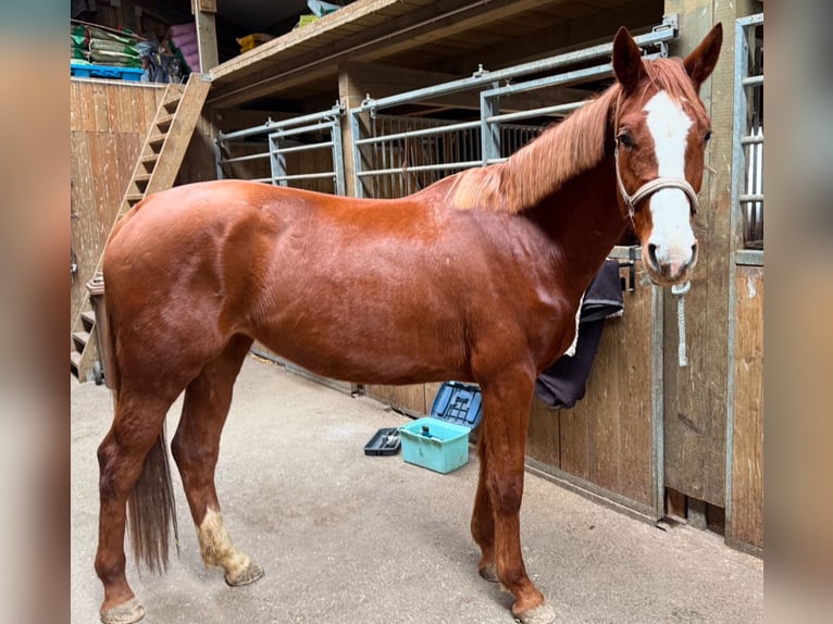 Österreichisches Warmblut Stute 4 Jahre 164 cm Fuchs in Sittendorf