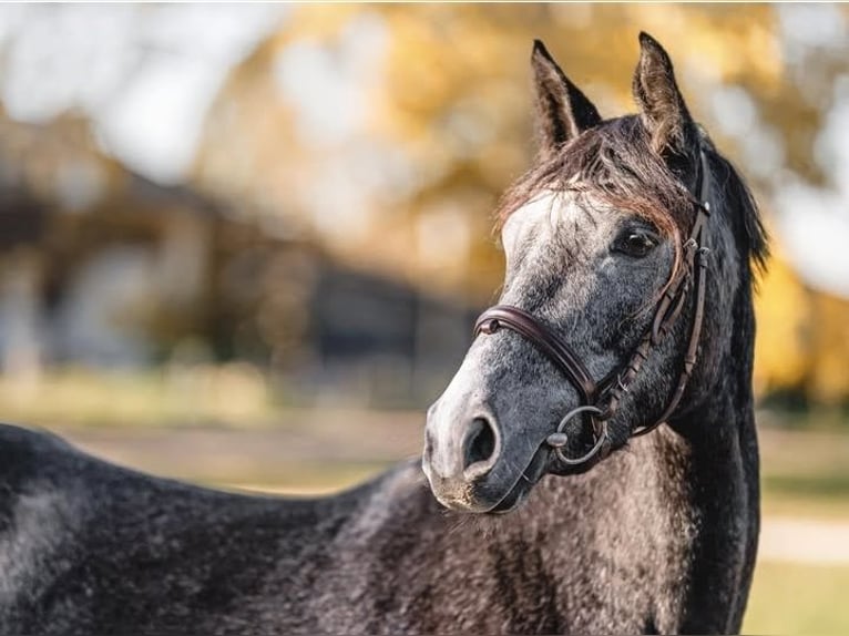 Österreichisches Warmblut Stute 4 Jahre 165 cm Apfelschimmel in Ebensee