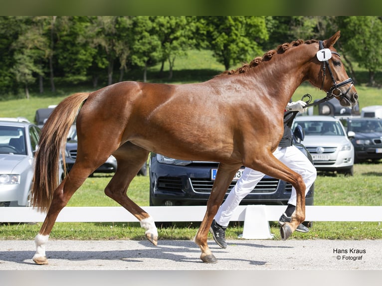 Österreichisches Warmblut Stute 4 Jahre 165 cm Dunkelfuchs in Thenneberg