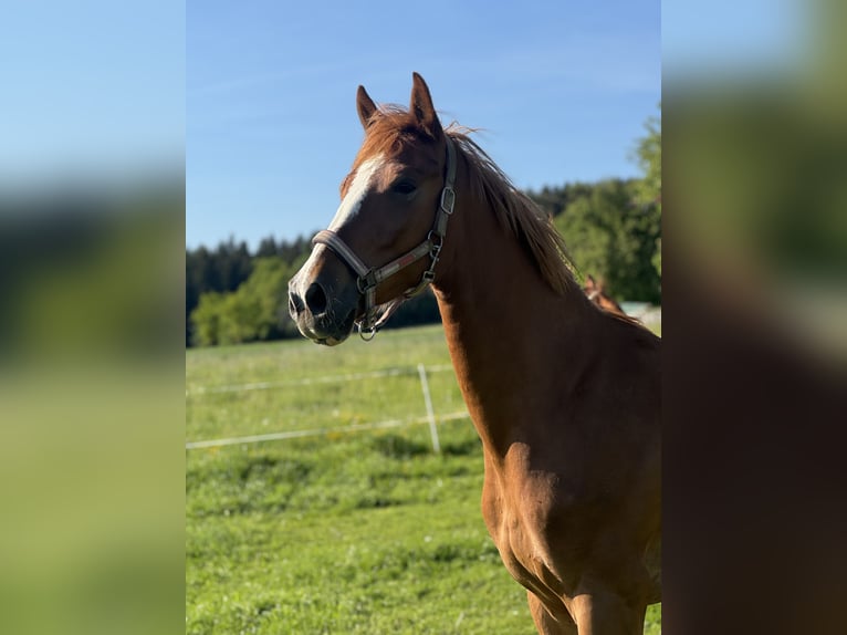 Österreichisches Warmblut Stute 4 Jahre 165 cm Fuchs in St.Roman
