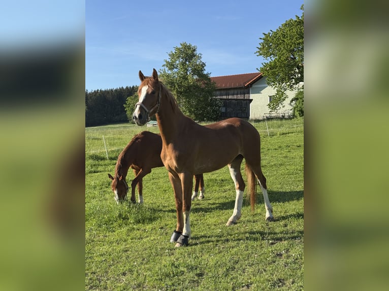 Österreichisches Warmblut Stute 4 Jahre 165 cm Fuchs in St.Roman