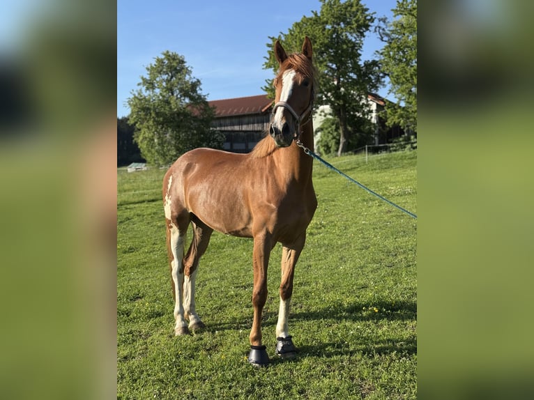 Österreichisches Warmblut Stute 4 Jahre 165 cm Fuchs in St.Roman