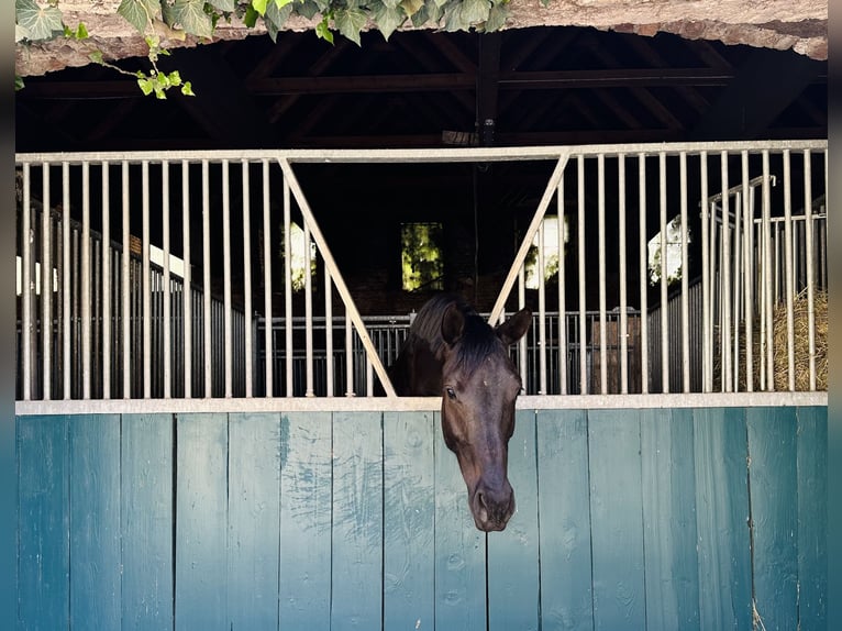 Österreichisches Warmblut Stute 4 Jahre 165 cm Rappe in Lanzendorf